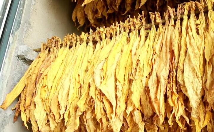 木屑顆粒燃料烘烤煙葉可以嗎? 木屑顆粒燃料烘烤煙葉可以嗎?